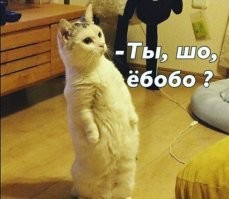 Не ищите здесь смысл. Здесь в основном маразм