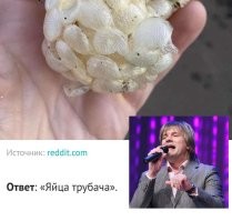 Что это за штука? 29 раз, когда интернет помог людям опознать их находки