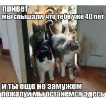Женщина создала три клона своей умершей собаки
