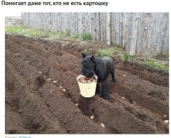 с каких пор собаки не едят картошку?