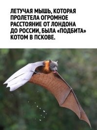 На фото же летучая лисица, а не летучая мышь. Это всё равно что назвать лису мышью. Лиса на такое и обидеться может.