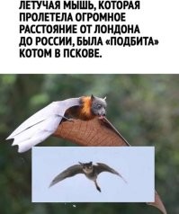 Смешные и познавательные картинки
