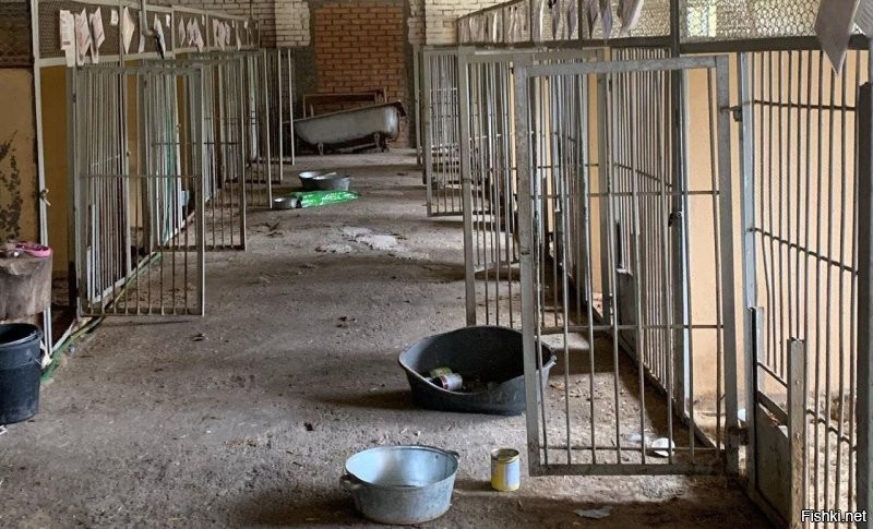 Не отмоетесь.

263 собаки из приюта в Бородянке погибли в закрытых клетках от голода и обезвоживания.