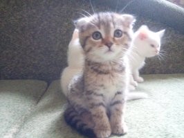 А вот такие получились котята, папа вислоухий перс.