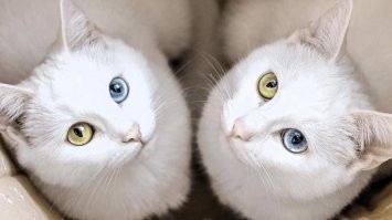 У меня такая же кошка, чисто белая с разными глазами. На западе (вроде как) стоит до 10 000 долларов.
