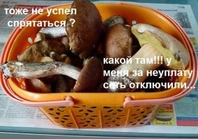 Скажи мне что-нибудь на грибном: ученые выяснили, как общаются грибы