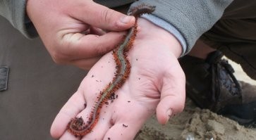 Могу пригласить на морскую рыбалку :) кстати эта хрень кусается иногда до крови . За рыбалку как правило уходит 400 граммов .  Иногда сам бегаю их собираю , как правило зарываются в песок примерно на 20 см . У них много разновидностей обычно берем таких и второй вид они без ног .