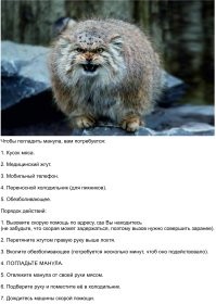 Пушистые пираньи: кормление голодных манулов