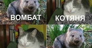 Смешные и познавательные картинки