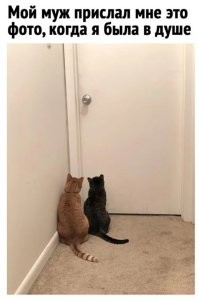 Муж, да конечно... Сто пудов третий кот снимал.