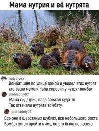 Вомбат батяня, батяня вомбат....