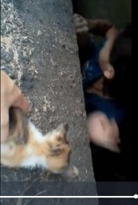 Это не взрослая кошка, это котёнок "подросток"