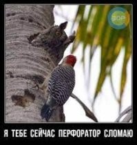 Пустельга напала на сипух в гнезде, но те дали такой отпор
