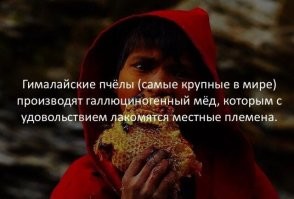 Это правильные пчелы и они делают правильный мед.