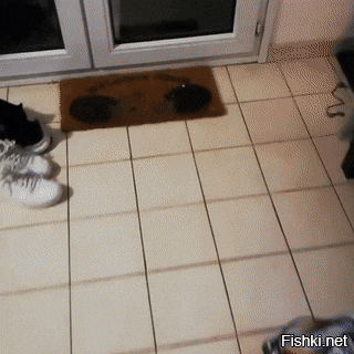 Типичная кошка  Поорать, чтобы открыли дверь. Заходить не обязательно, т.к. главное - чтобы открыто было