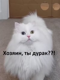 Кошачий челлендж: преграда из&nbsp;стаканчиков