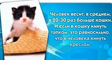 Если человек как последняя тварь будет в 5 утра орать не своим голосом, драть диван (вместо когтеточки купленной за кучу денег) и носиться типа "хочу поиграть" - то такого и убить креслом мало будет!!!