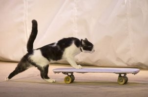 Кошачий полигон препятствий?  Лучше бы дали на скейте погонять.