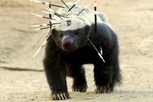 Пришел медоед и дал всем п.и.з.д.ы
