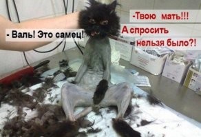 Немного чОрного юмора вам в ленту