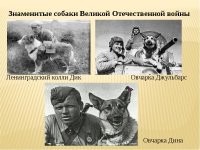 Собаки-герои на полях сражений ВОВ