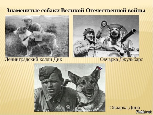 Собаки-герои на полях сражений ВОВ