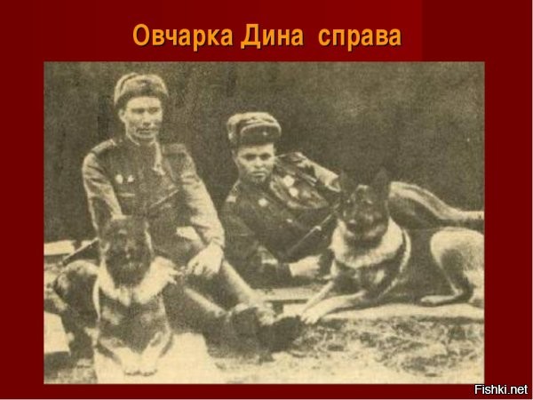 Собаки-герои на полях сражений ВОВ