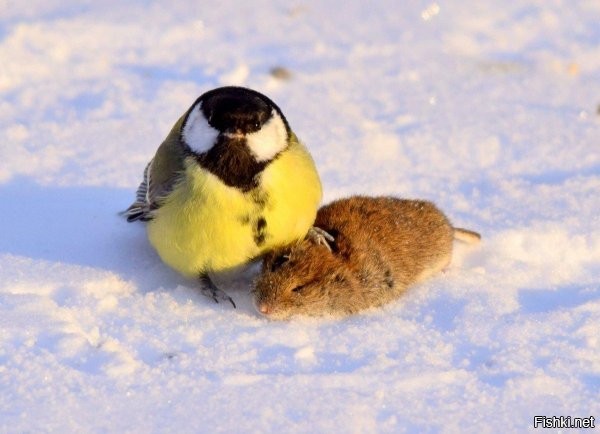 Солянка от 12.12.2022