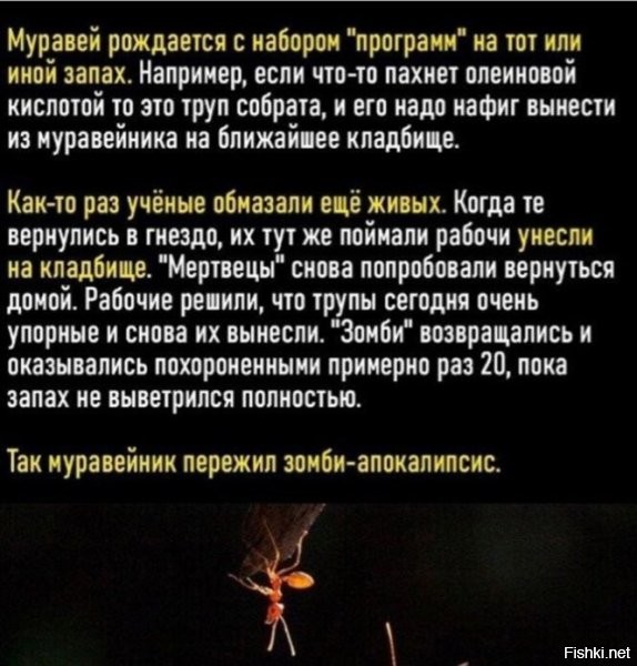 Напомнило анекдот:
Мужик узнал, что ему жена изменяет, едет в печали, на своей волне и тут
-бац, мента сбивает... что делать? Мента в багажник, проезжает мимо
кладбища, видит мужик сидит, курит... ну он к нему обращается :
-Выручай, где нибудь здесь его прикопай, а я тебе 100$(последние )
-Хорошо
Ну мужик только выехал с кладбища (такой шок, мента убил, жена ушла ) и тут снова какой то мент под колеса попадает (всё, полный аут, )он обратно на кладбище (копач был занят и он ему втихаря снова подбрасывает мента). И смывается...
Копач приходит, видит труп, думает"Что за херня? "(с бодуна ),но делать нечего, пошел снова закапывать...
А рядом с кладбищем был пост дпс, литеха видит машина туда сюда на кладбище ездит, думает-Что-то не то, надо разобраться...
Заходит на кладбище и видит возвращающегося мужика-копача, спрашивает у него
-Что у вас тут происходит?
Мужик ему не долго думая лопатой между глаз -ХРЯСЬ:
-ДА ТЫ БЛ@ТЬ,СЕГОДНЯ УЛЯЖЕШЬСЯ ИЛИ НЕТ?