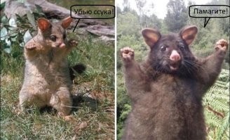 Австралийская животина: Лисий кузу
