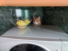 Куда бы вы ни посмотрели, везде могут оказаться коты