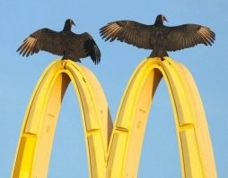 Стервятники падалью поживиться прилетели? Тогда это многое говорит о происхождении мяса в сети бигмачниц)))))