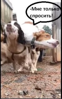 Забег выпущенных на прогулку псов с эпичным финалом