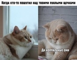 Это породистый или обычный? Если породистый то что за порода?