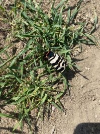 Мотылек из заповедника Казантип 2021 год