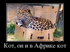 Сервал пожадничал коробку сурикату