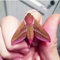 меня одного от таких ногтей встошнило?