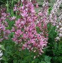 Ясенец белый   многолетнее корневищное травянистое растение до 90 см высотой. Всё растение, а особенно плоды, при растирании издаёт аромат, напоминающий аромат лимона. Соприкосновение с живым растением во время цветения в тихую солнечную погоду вызывает приблизительно через сутки явления ожога, с образованием пузырей.
Образование пузырьков, особенно при больших ожогах, сопровождается недомоганием, головной болью, повышением температуры тела. Поражения кожи, вызываемые ясенцом, напоминают термические и химические ожоги. Заживают очень медленно, и на месте ожогов остаются пигментные пятна.