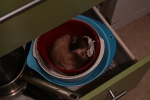 У нас хорежопка постоянно в мисках спит