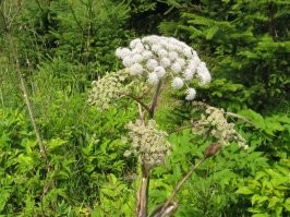Борщевик похож на Дягиль лекарственный (он же Дудник). Иногда их путают, и нарываются на ожоги.