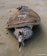 На австралийский пляж выбросило странное существо