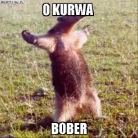 Как поляк бобра повстречал