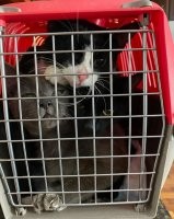 "Прохожие заметили трёх тощих кошек, которые собирали объедки".
Против кошек было возбуждено административное дело по ст. 20.1 КоАП за мелкое хулиганство, так как было доказано, что их приставание к гражданам носило оскорбительный характер. И посадили за решётку.