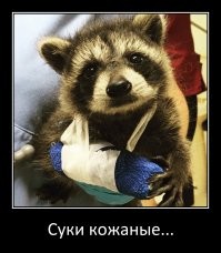 Неожиданный сюрприз в стволе спиленного дерева