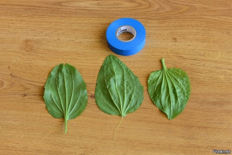 Если вместе - открытые переломы сращивает...