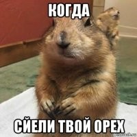Белка из «Ледникового периода» всё же смогла добраться до жёлудя
