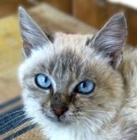 Иногда и котята не хотят спасаться. Я одного нашла в деревне в январе, снег был (у нас редкость). Подумала, маленький такой не выживет, надо пристраивать. Тем более, что он к рукам был приучен - соседкины внуки с ним осенью играли, а потом уехали и оставили. Нашла передержку, договорилась, что меня будут ждать. Котенка заранее взяла в дом, вымыла, остригла когти. Он обсох и спал спокойно в переноске. Утром я решила ему дать погулять перед долгой дорогой. Он спокойно спустился на газон, сделал дела, закопал и вдруг откуда ни возьмись за воротами по дороге пробежали три бродячие собаки. Котенок рванул на дерево, а с дерева уже был готов лететь через забор, причем не от собак, а прямо к ним в пасти. Я его уже в полете поймала, подумала - хорошо, что когти вчера обрезала, но все равно он меня цапнул до крови. Одной рукой запихнула котенка обратно в переноску, другой зажимая рану на большом пальце. Автобус в город по расписанию, медлить было нельзя. Кое-как замотала палец, взяла вещи, котенка в переноске и поехала. Что это были за собаки? Ни раньше ни после я их не видела. Да еще сразу три. Почему котенок бежал не от них, а к ним? Если б я его не поймала и мы опоздали бы на автобус, то застряли бы в деревне - из-за снегопада закрыли перевал и утренний автобус был последний за день. Почему такой спокойный всегда котенок вдруг окрысился, как будто знал, что его ждет? На самом деле, все хорошо, девушка-волонтер, взяв его на передержку, не смогла потом отдать и оставила себе. Присылала мне фотки потом.