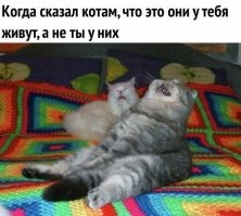 20 фото котов, которые наглыми и абсурдными действиями очень рассмешили своих хозяев
