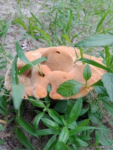 Это гриб оброс вокруг травы!