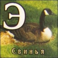 Селезень показал котам кто в доме хозяин